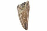 Albertosaurus Premax Tooth - Alberta (Disposition #-) #67611-1